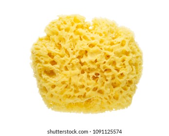 Download Sponge Yellow Images Stock Photos Vectors Shutterstock Yellowimages Mockups