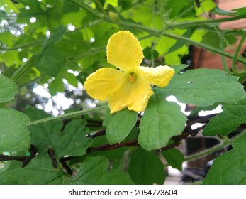 Yellow Nature Flower Bitter Melon Called Stock Photo 2054773604 ...