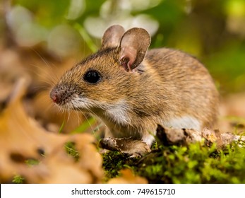 Yellow Necked Mouse In Natural Habitat