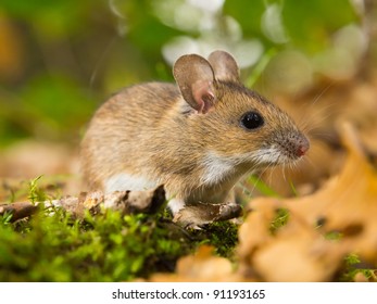 Yellow Necked Mouse In Natural Habitat