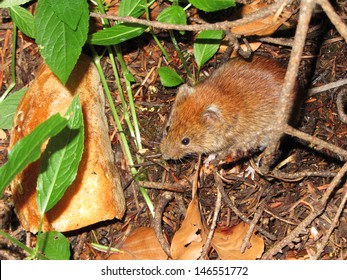 Yellow Necked Mouse On The Forest Floor