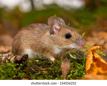 Yellow Necked Mouse On Forest Floor