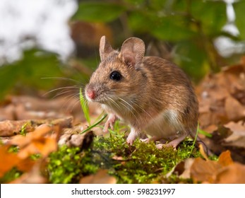 Yellow Necked Mouse On Forest Floor