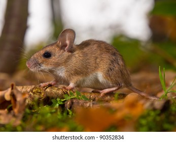 Yellow Necked Mouse On Forest Floor