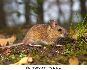 Yellow Necked Mouse On The Forest Floor