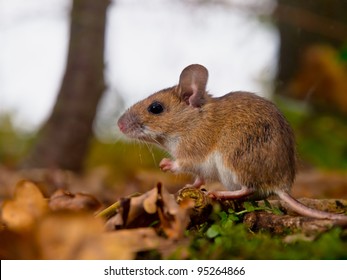 Yellow Necked Mouse Seen From Side