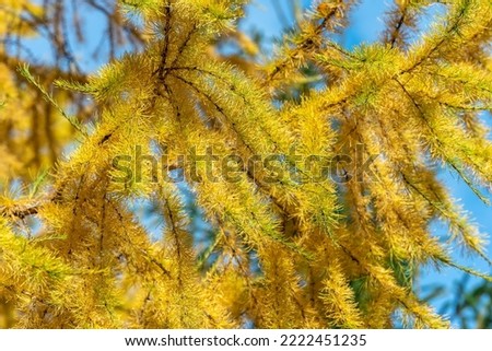 Yellow needles on larch tree in autumn.