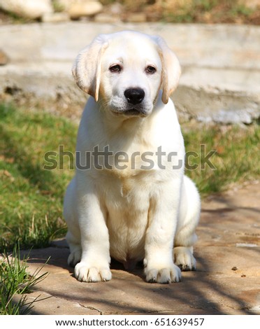 Similar – Small, blond Labrador puppy sits on a lawn in the grass and looks into the distance