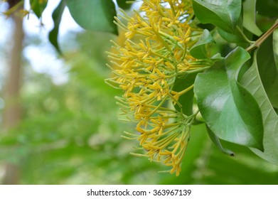 Yellow Night Blooming Jessamine In Garden