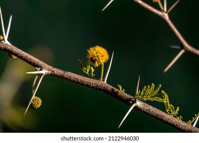 Yellow Nile Acacia flower closeup on a dark background