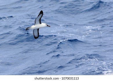 Yellow Nosed Albatross