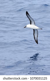 Yellow Nosed Albatross