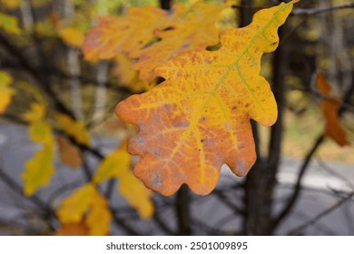 a yellow oak leaf hanging on the branch close up - Powered by Shutterstock