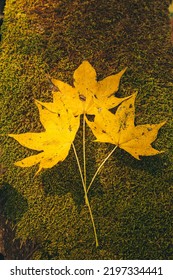 Yellow Oak Leaf On Green Mossy Background