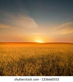 Yellow Oil Seed Rape Field Under Sunset Sky 