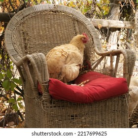 Yellow Old Chicken Sitting In A Rattan Easy Chair With A Red Cushion.