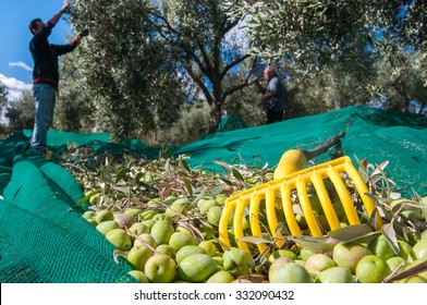 Yellow olive rake and just picked olives on the net and pickers at work - Powered by Shutterstock