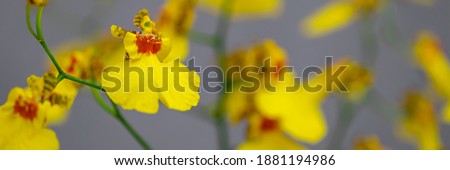 Yellow Oncidium var. Sweet Sugar. Trendy Colors of the year 2021 Yellow and gray. Yellow Orchid flowers on gray wall background, banner
