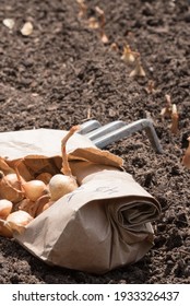 Yellow Onion Sets In A Torn, Brown Paper Bag In A Garden.  Spring Onion Planting.