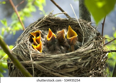 Yellow Open-mouthed Birds In Nest
