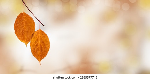 Yellow Orange Autumn Leaf With Drops From Rain, Hanging On Branch, Blurred Background With Copy Space. Autumn Season Concept, Natural Colored Autumnal Foliage Close Up, Fall Nature Scene, Soft Focus.