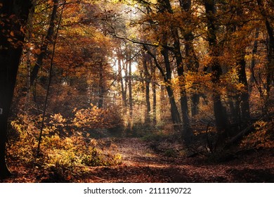 Yellow, orange and brown leaves in the Palatinate forest of Germany on a sunny fall day.