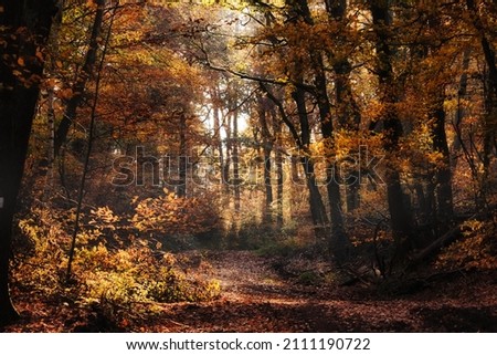 Yellow, orange and brown leaves in the Palatinate forest of Germany on a sunny fall day.