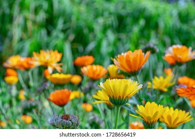 Yellow And Orange Calendula Flowers In The Autumn Garden. Marigold Flower.