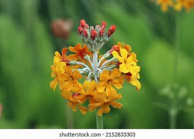 Yellow and orange candelabra primrose, Primula unknown species and variety, flowers in close up with a blurred background of leaves.