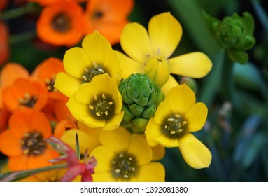 ornithogalum dubium