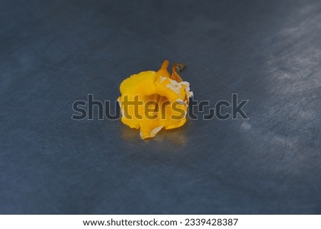 Yellow or orange Colour flower on grey background with space for runaround or wraparound text. Photo is selective focused with depth of field blur 