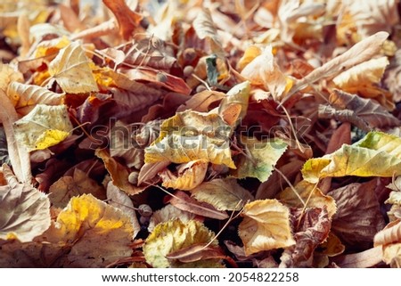 A lot of yellow and orange dry leaves lying on the ground