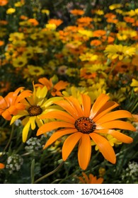 Yellow And Orange Flowers. Single Flower Is In The Foreground With A Field Of Them Are Blurred In The Back.