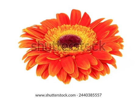 Yellow orange  gerbera flower isolated on white background