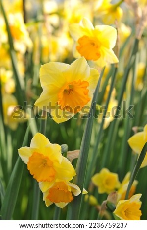 Yellow and orange Jonquilla and Apodanthus daffodils (Narcissus) Derringer bloom in a garden in April