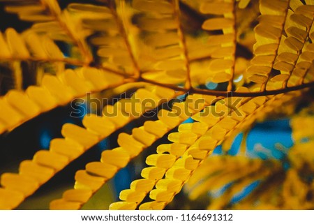 Similar – Foto Bild Detail eines Smilax-Asperablattes mit Sonnenlicht und Bokeh-Hintergrund