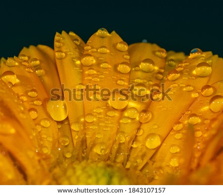 Similar – Raindrops on a daylily