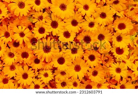 Yellow orange marigold flowers as floral background, wallpaper or pattern. Wall of orange flower buds top view.