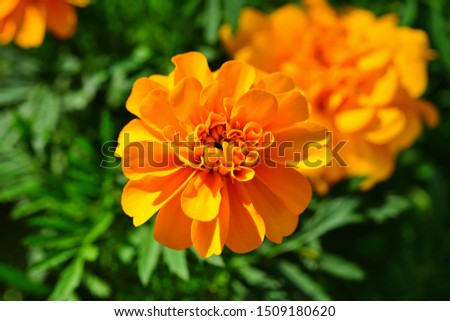 Yellow and orange marigold flowers (tagetes) in bloom 