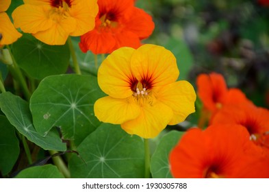the yellow orange nasturtium flowers with vine and green leaves in the garden. - Shutterstock ID 1930305788