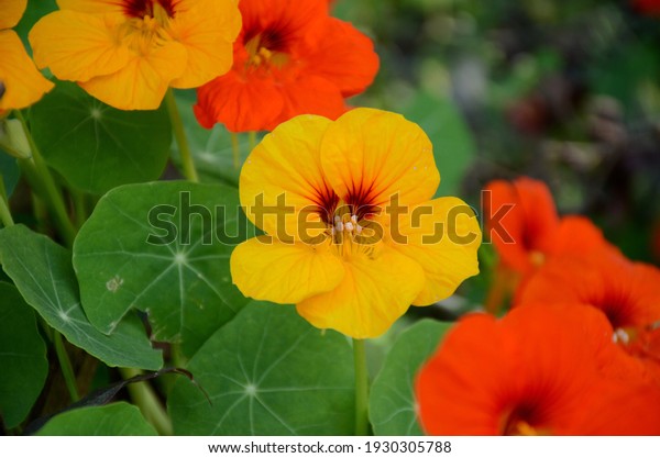the yellow orange nasturtium flowers with vine\
and green leaves in the\
garden.