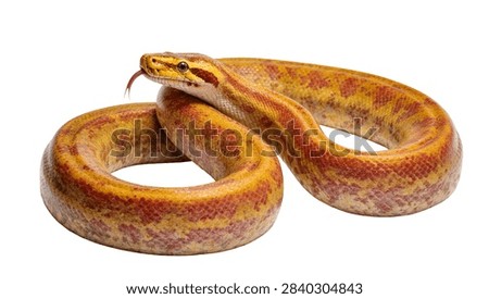 Yellow and orange patterned corn snake with tongue flicking out