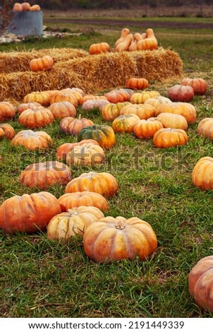 Yellow and orange pumpkins in the field. Pumpkins in the grass and on the garden bed. Many pumpkins in a row. The concept of autumn, harvest and celebration.