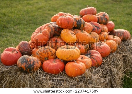 Yellow and orange pumpkins in the field. Pumpkins on the hay. Many pumpkins in a row. The concept of autumn, harvest and celebration.