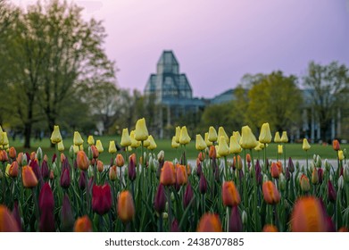 Yellow, orange and purple tulips on Major's Hill Park during the Canadian Tulip Festival, with the National Gallery of Canada museum behind and sunset sky, Ottawa, Ontario, Canada (May 2023).