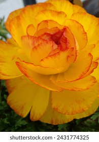 yellow and orange rananculus flower