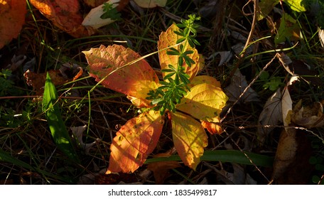 Yellow Orange Red autumn leaves