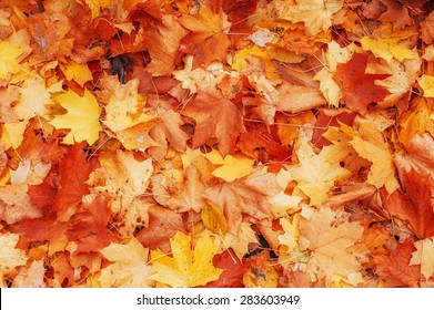 4,009,594 Fall Of The Leaves Images, Stock Photos & Vectors 