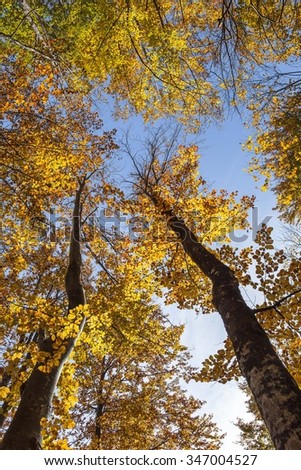 Similar – Jahreszeitgemäß Natur