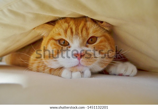 Yellow Orange Red British Shorthair Fat Stock Photo Edit Now